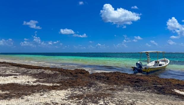 Playa con algas de sargazo en la Riviera Maya