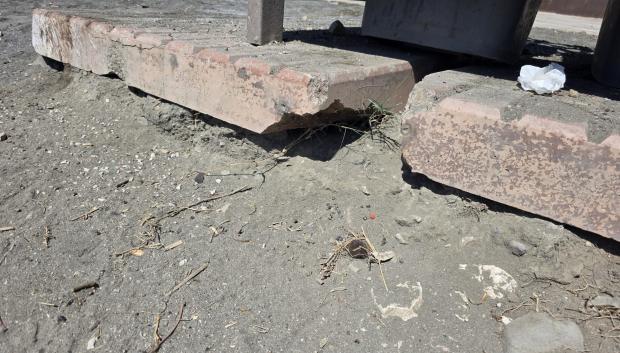 Las ratas se esconden también bajo los contenedores de basura