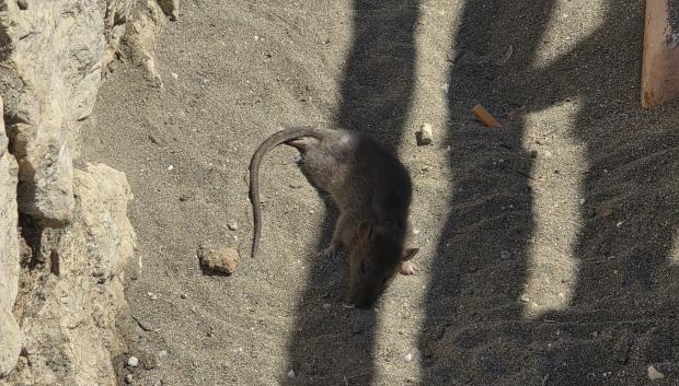 Un rodedor yace muerto junto a un contenedor de basura