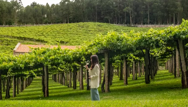 Viñedo de las Rías Baixas