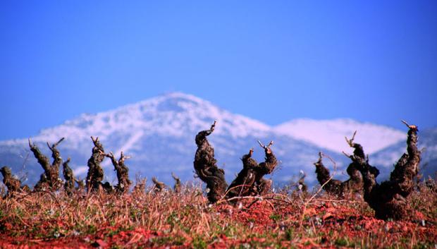 Cepas de Calatayud