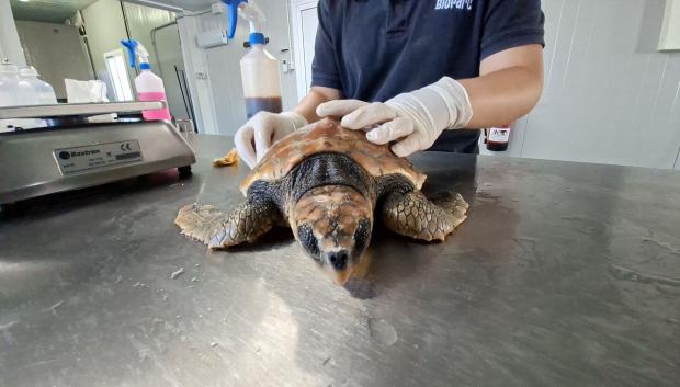 Imagen de una de las tortugas durante el tratamiento