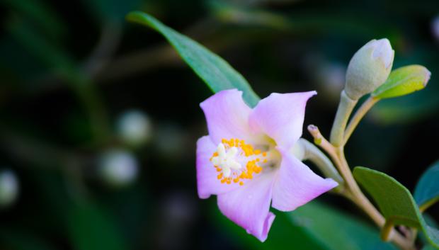 Planta del género Lagunaria originaria de la isla de Lord Howe