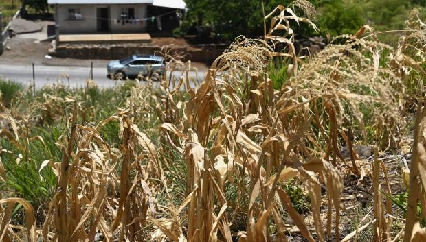 Cultivos de maíz resecos en la aldea de Los Piches, en San Lorenzo