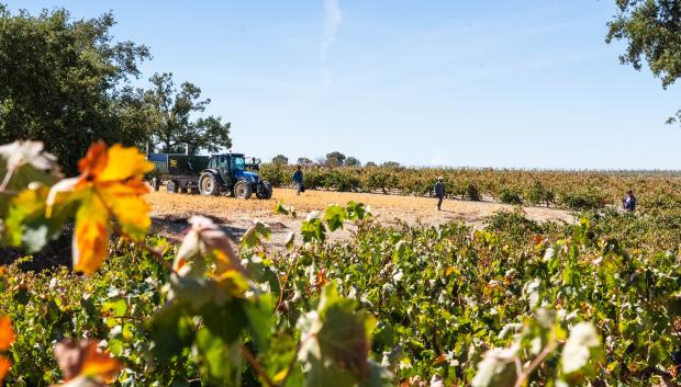 Vendimia en la Ribera de Duero