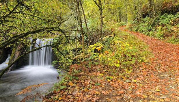 Sendero junto a un arroyo con una pequeña cascada en la Reserva Natural de Muniellos