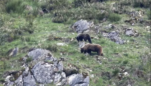 Osos pardos en Muniellos