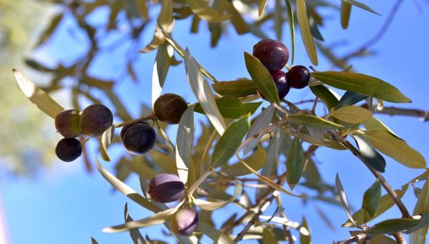 Aceitunas, aceites y almazaras forman parte de la comarca en el sureste de la región