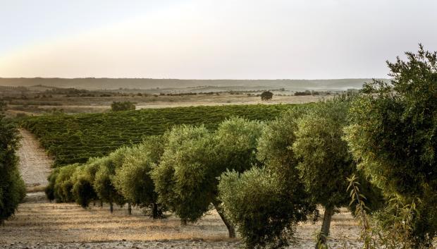 El paisaje de olivares ofrece imágenes de gran belleza
