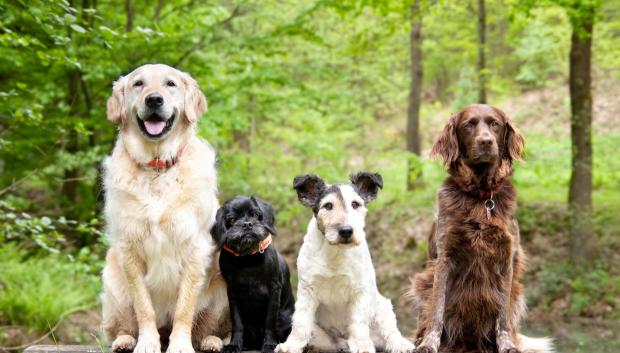 Perros