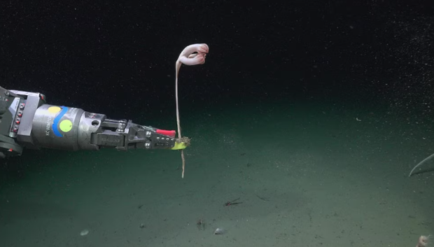 Una de las especies encontradas en aguas del Atlántico