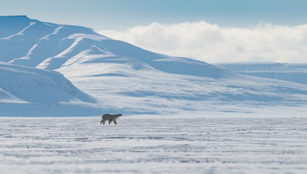 Un oso polar rodeado de desierto ártico