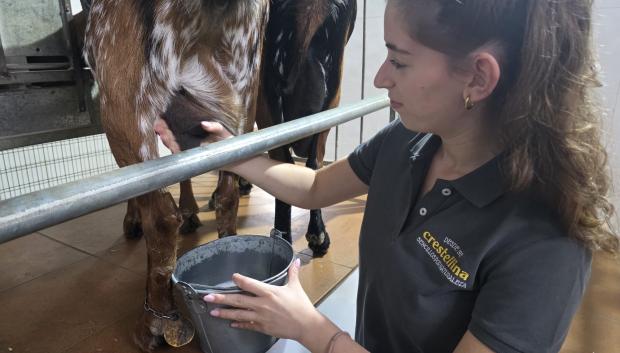 Erika ordena una de las cabras payoyas que tiene