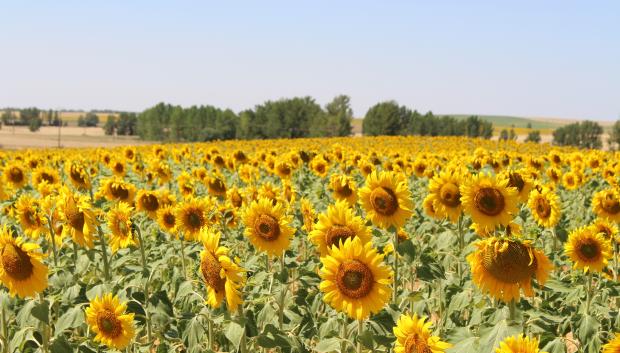 Campo de girasol, imagen de archivo