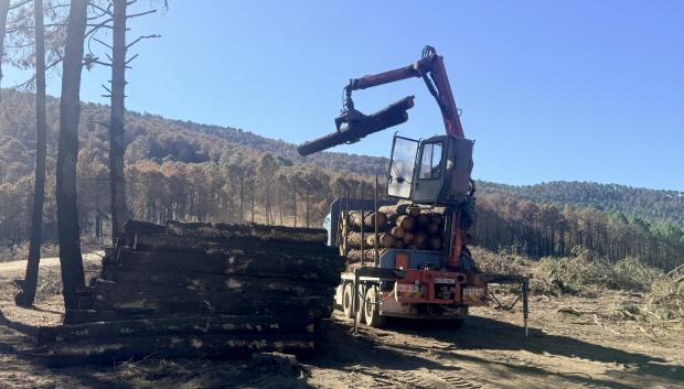 Retirada de pinos quemados en Burgohondo
