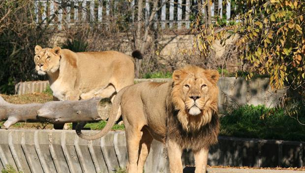 León asiático en el Zoo de Madrid
