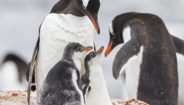 Pingüinos papúa