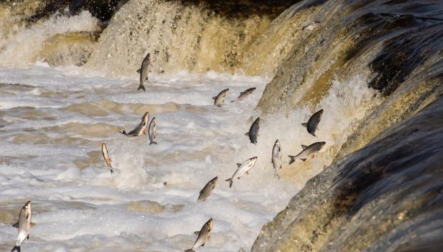 Los peces voladores en Ventas Rumba la cascada de Kuldiga