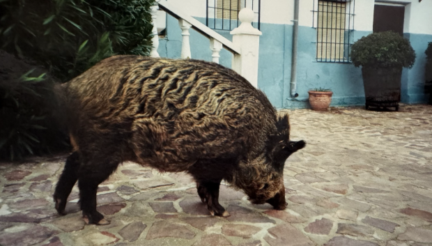 El jabalí, fuera de su entorno natural