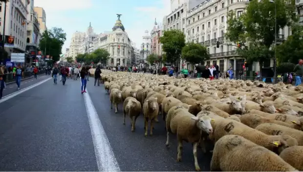 Paso de las ovejas por la calle de Alcalá celebrando la trashumancia