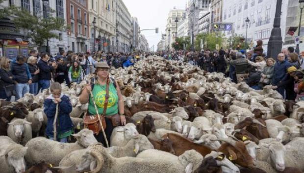 Imagen de la Fiesta de la Trashumancia 2025