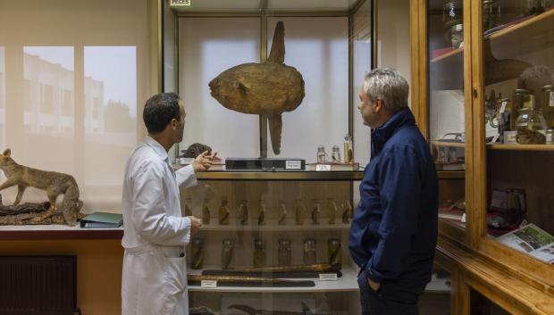 Museo de historia natural del IES Fray Luis de León en Salamanca