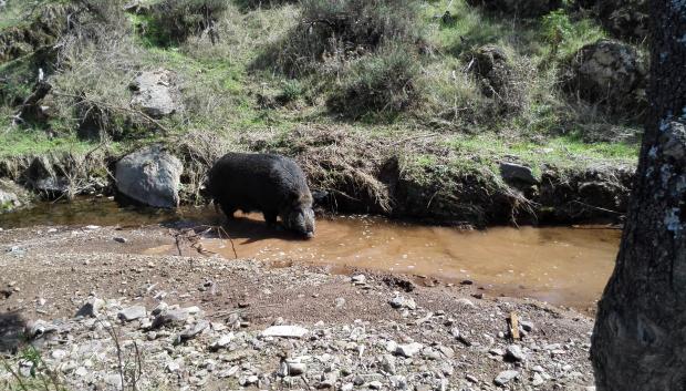 Jabalí bañándose