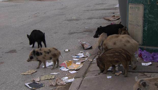 Jabalies en una zona de acumulación de basura