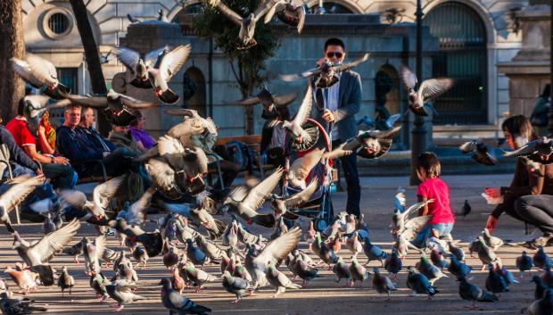 Palomas en la Plaza Cataluña, Barcelona