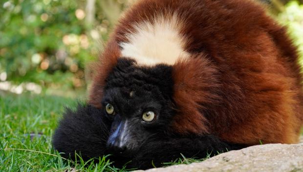 Imagen de un lémur de collar rojo en Bioparc Fuengirola