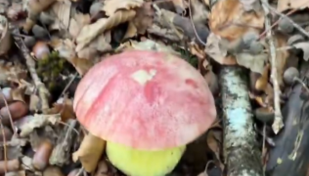 Una de estas setas en el campo