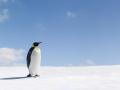 Pingüino de la Antártica