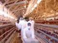 Funcionarios con trajes de protección EN una granja avícola por un presunto caso de gripe aviar