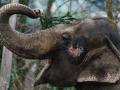 Un elefante asiático agarra una rama de un árbol de Navidad en un recinto del Jardín Zoológico de Berlín en Berlín, Alemania, el 29 de diciembre de 2021. El Jardín Zoológico de Berlín alimenta a los animales con las sobras de árboles de Navidad