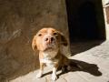 Según un estudio publicado en 2021, los perros son capaces de identificar el olor de la covid con una precisión del 94 %