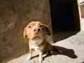Según un estudio publicado en 2021, los perros son capaces de identificar el olor de la covid con una precisión del 94 %