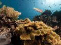 Los arrecifes de coral son uno de los ecosistemas más valiosos y biológicamente diversos de la Tierra
