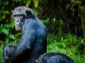 Estos primates son capaces de comportamientos relacionados con la empatía