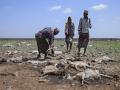Los pastores de la comunidad local de Gabra caminan entre los cadáveres de algunas de sus ovejas y cabras en las afueras de un pequeño asentamiento en Kenia
