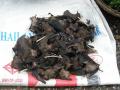 Murciélagos de Laos, listos para su consumo