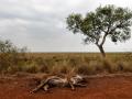 Un animal yace muerto debido a la sequía en la provincia argentina de de Corrientes