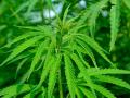 Imagen de una planta de cannabis