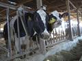Dos vacas lecheras en la granja de Las Nieves (Logroño).