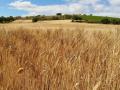 Campo de trigo, en imagen de archivo