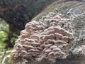 Schizophyllum commune, una de las especies de hongo estudiadas