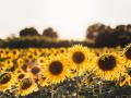 Campo de girasoles