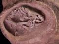 Un fósil de embrión de dinosaurio con pico de pato
