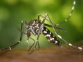 Mosquito tigre