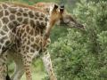 Dos jirafas, en plena lucha