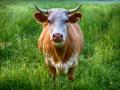 Nueva Zelanda tiene 10 millones de vacas